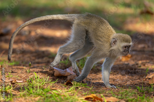 Photography A young vervet monkeys (Chlorocebus pygerythrus) running on the ground