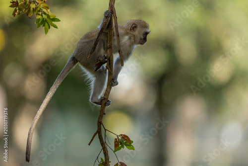 Schilderij op canvas A young vervet monkey (Chlorocebus pygerythrus) playing on a vine