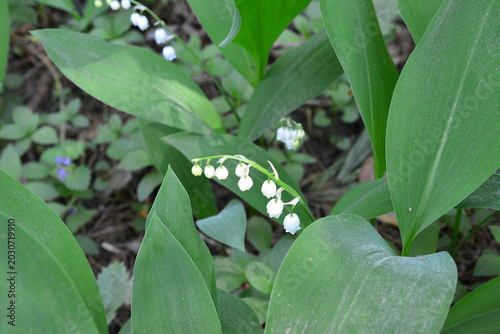 Bild auf Leinwand Lily of the Valley Flowers in a Garden