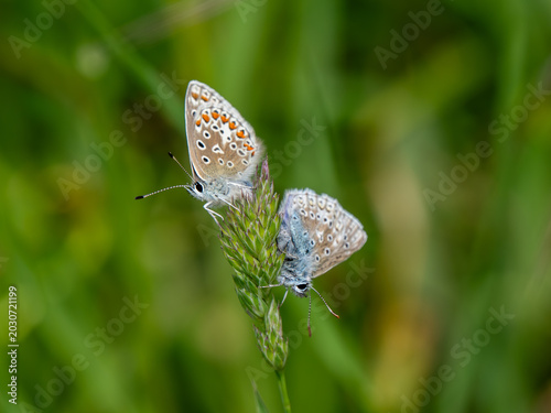 Common Blue Butterflies Mating on a Grass Stem in a Buttercup Meadow