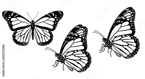 three monarch butterflies in black and white line art high quality