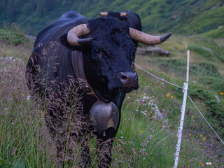 A close-up portrait of a dark black Herens cow with curved horns wearing a large metal cowbell in a green alpine pasture in Switzerland.