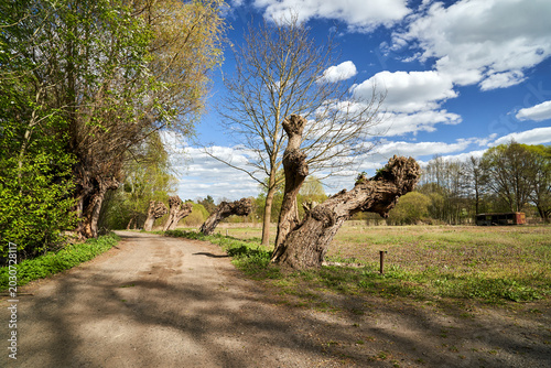 Old willow trees growing along a gravel road in spring