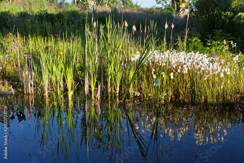 Quadro em tela Gartenteich mit Schmalblättriges Wollgras (Eriophorum angustifolium) und Rohrkol