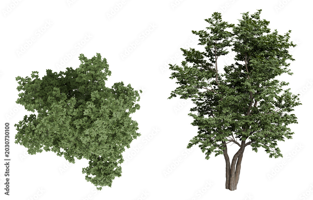 Fototapeta premium Green Bush and Tree on Black Background
