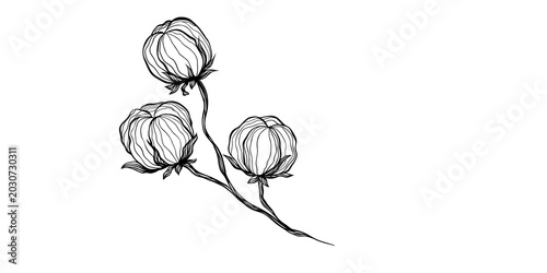 Fotografía Hand-drawn sketch of three cotton bolls on a stem against a white background
