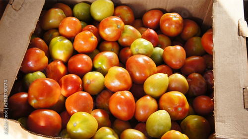 A cardboard box filled with ripe red and green tomatoes. The tomatoes vary in size and color, showcasing their freshness and natural appearance.