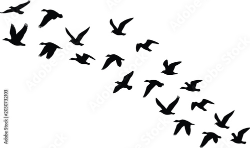 Photos Bird silhouettes flying in V-shaped formation for migratory patterns, wildlife,