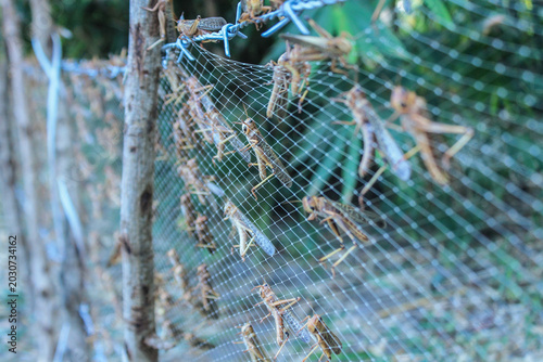 Foto Migratory locusts attacked the urban area of Waingapu, East Sumba, in June 2017