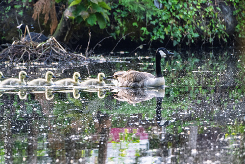 A family of Canadian geese swimming in line on a calm busy water way in spring time
