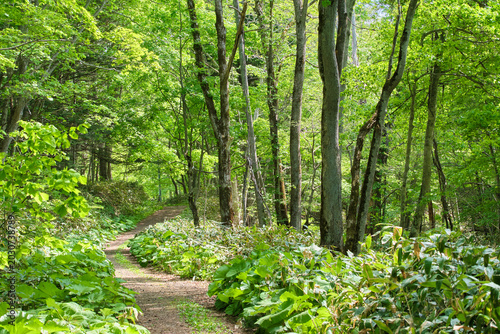 Fotografie 野幌森林公園の登満別口に広がる瑞々しい新緑の遊歩道 Fresh green trail at the Tomanbetsu entrance of Noppor
