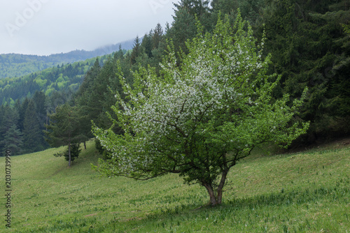 Schilderij op canvas Beautiful blooming apple tree with white flowers standing alone on a green meado