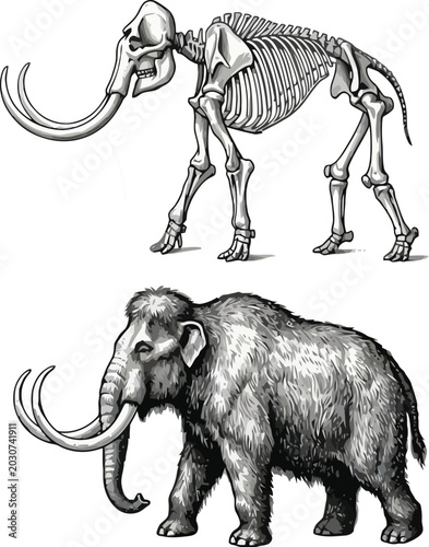 Foto Woolly Mammoth Skeleton and Extinct Animal Illustration Sketch
