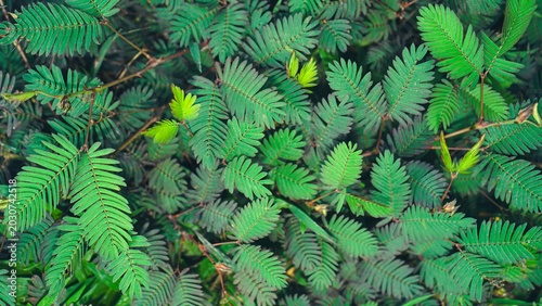 Photos Green mimosa pudica shameplant leaves texture background