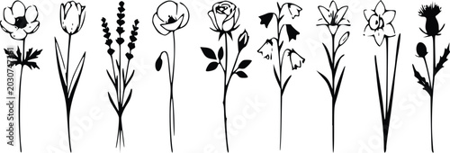 Billede på lærred Black and white floral vector illustration with various flowers and stems
