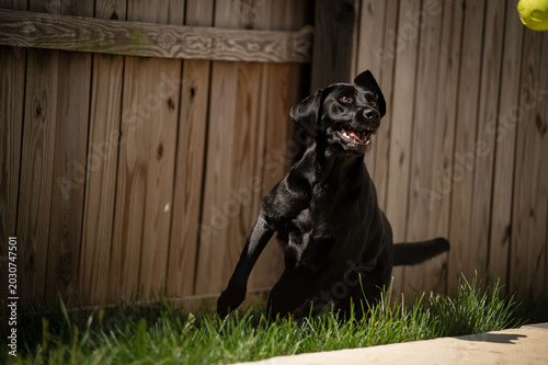 Fotografia Black Labrador Action Shot