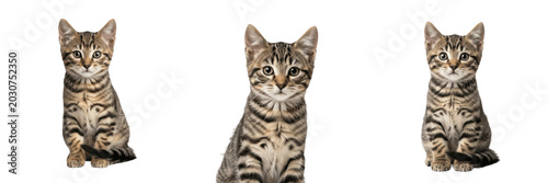 Fotografie Set of Cute Striped Tabby Cat Head Domestic Kitten Portrait PNG Collection