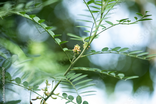 Indigo or Indigofera tinctoria tree on natural background.