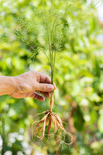 Shatavari tree in hand on natural background.