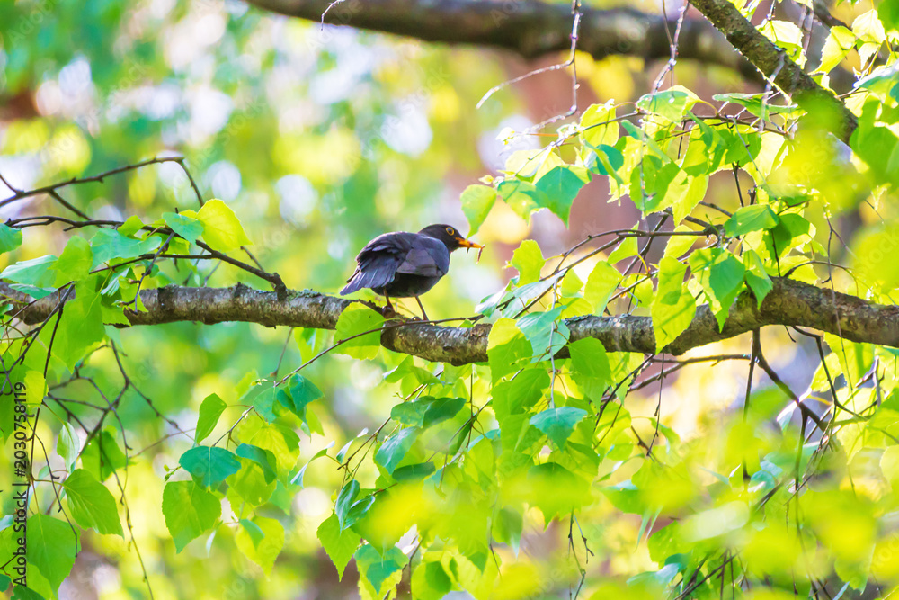 Fototapeta premium A blackbird perches on a birch branch in a forest.