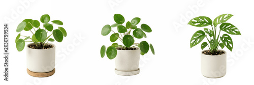 Modern green houseplants in minimalist white pots isolated on white, stylish indoor foliage collection for home decor, urban jungle, botanical and lifestyle designs

