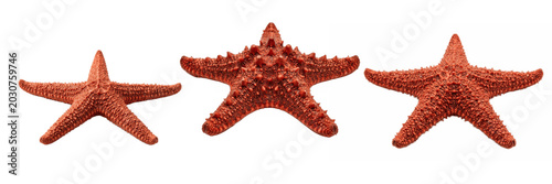 Red sea stars isolated on white, marine coastal decor collection showcasing detailed starfish textures for beach themed designs, souvenirs, crafts and educational uses

