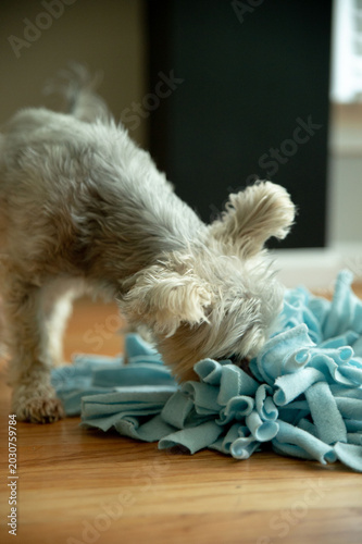 Dog sniffing snuffle matt