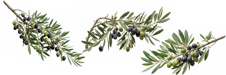 Olive tree branches with ripe black olives isolated on white, Mediterranean botanical clipart set for packaging, branding, invitations, natural organic food design

