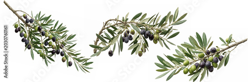 Obraz na płótnie Olive tree branches with ripe black olives isolated on white, Mediterranean bota