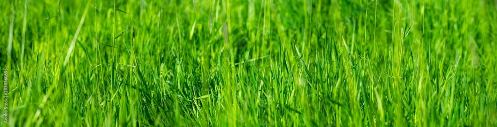 Fototapeta premium Fresh green grass in a pasture in the spring, before the first mowing. A monochrome nature scene featuring curved blades of grass bathed in spring sunlight in May. Wide angle panorama banner.