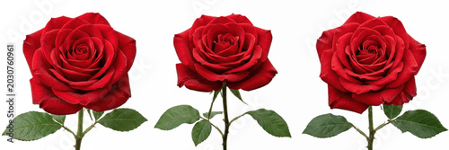Romantic red roses in bloom isolated on white, elegant floral collection of classic velvety blossoms and green leaves for wedding decor, greeting cards, love themed designs

