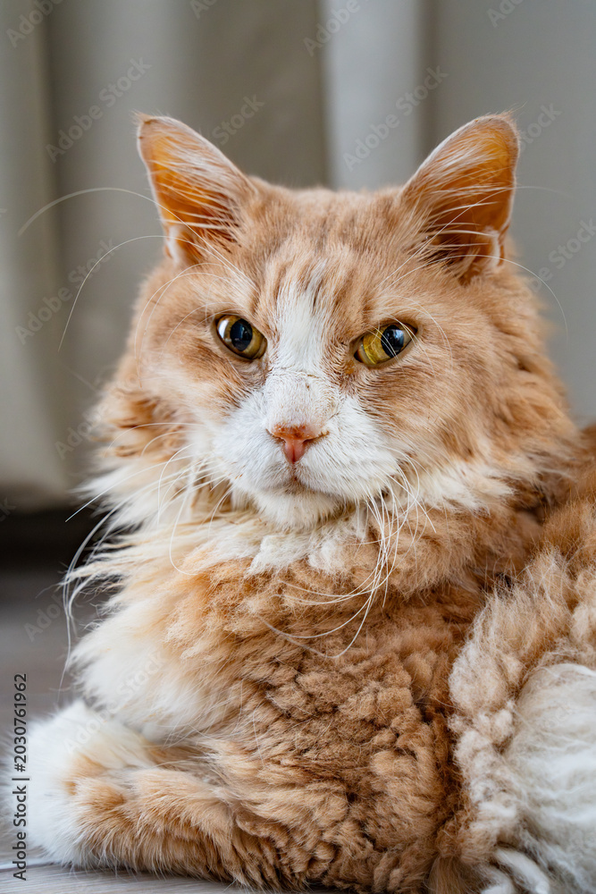 Naklejka premium A tan Norwegian Forest Cat resting at home.
