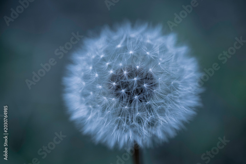 Quadro su tela たんぽぽの丸い綿毛が画面中央に大きく写っている