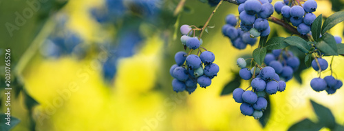 Blueberries are sweet, healthy berries. A blueberry bush. Ripe blueberries on the bushes. Branches with ripe blueberries. A plantation—a blueberry field, an orchard.