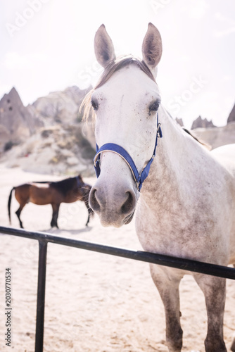Canvastavla horses on a ranch on a summer day