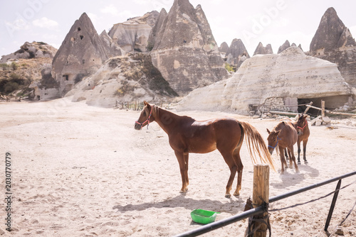 Canvastavla horses on a ranch on a summer day