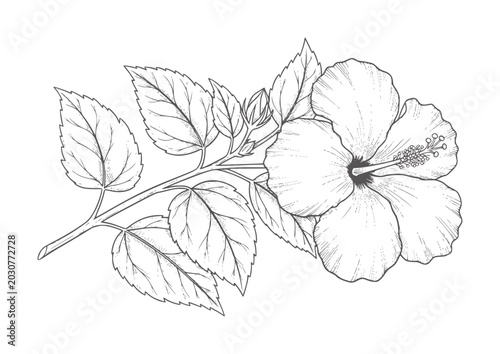 Tableau sur toile Black and white line of a hibiscus flower and leaves botanical outline