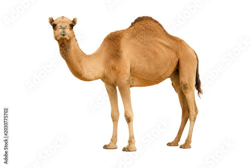 Photography Single hump camel isolated on white background, standing side view desert mammal