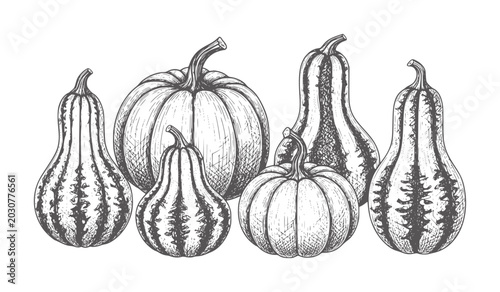 Photos Hand drawn of assorted gourds and pumpkins in a row autumn squash harvest