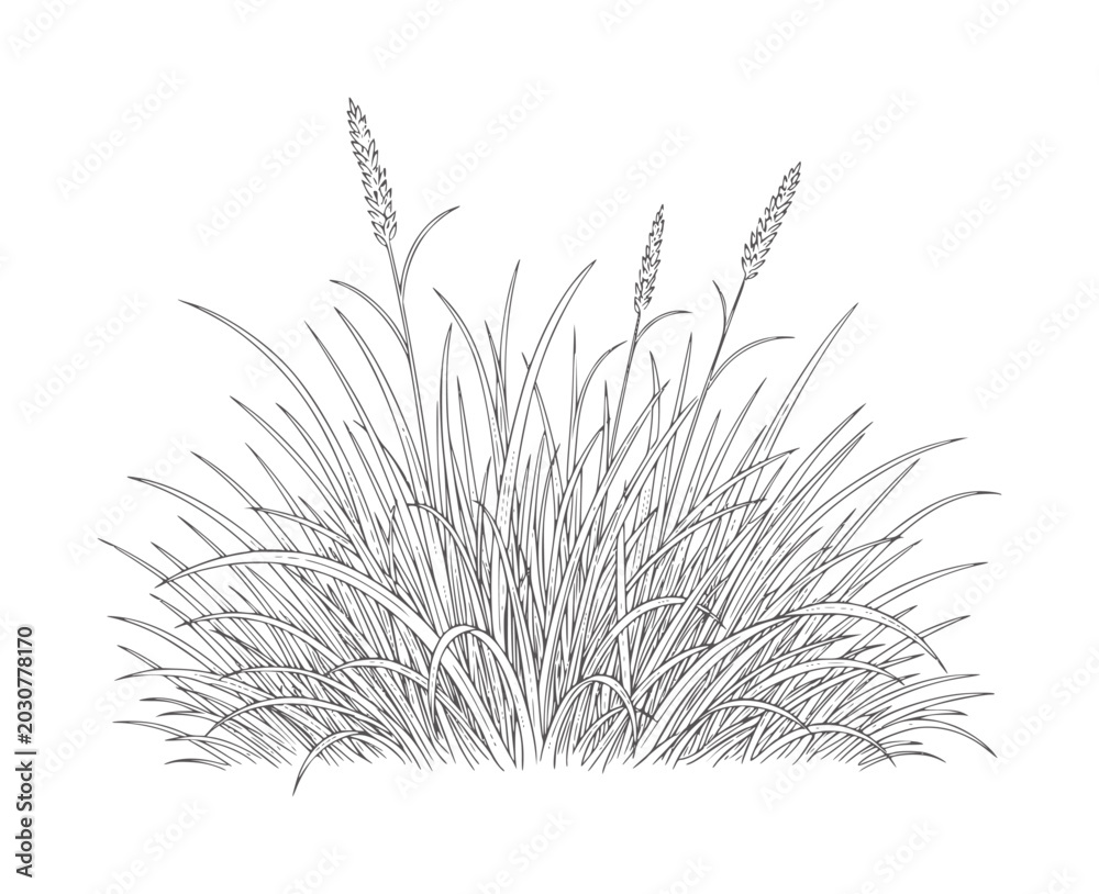 Fototapeta premium Line of a clump of tall grass with seed heads