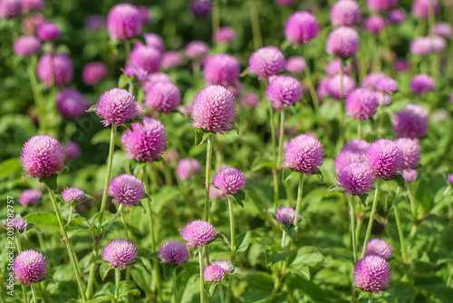 Purple Pink Globe Amaranth Gomphrena Globosa Flowers Blooming in Garden Field – Everlasting Immortal Flower Nature Concept
