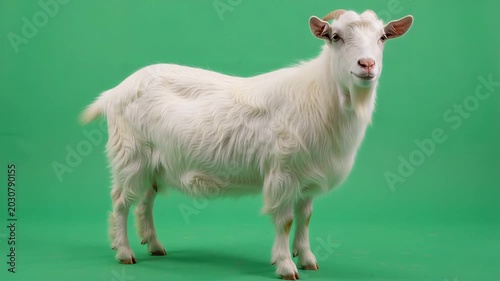 Adorable white goat standing on green background looking cute