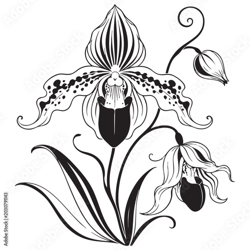 Detailed orchid orchidaceous flower plant with blooming petals and buds for botanical nature illustration tropical exotic garden design outline vector drawing
