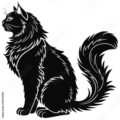 Photography black and white cat