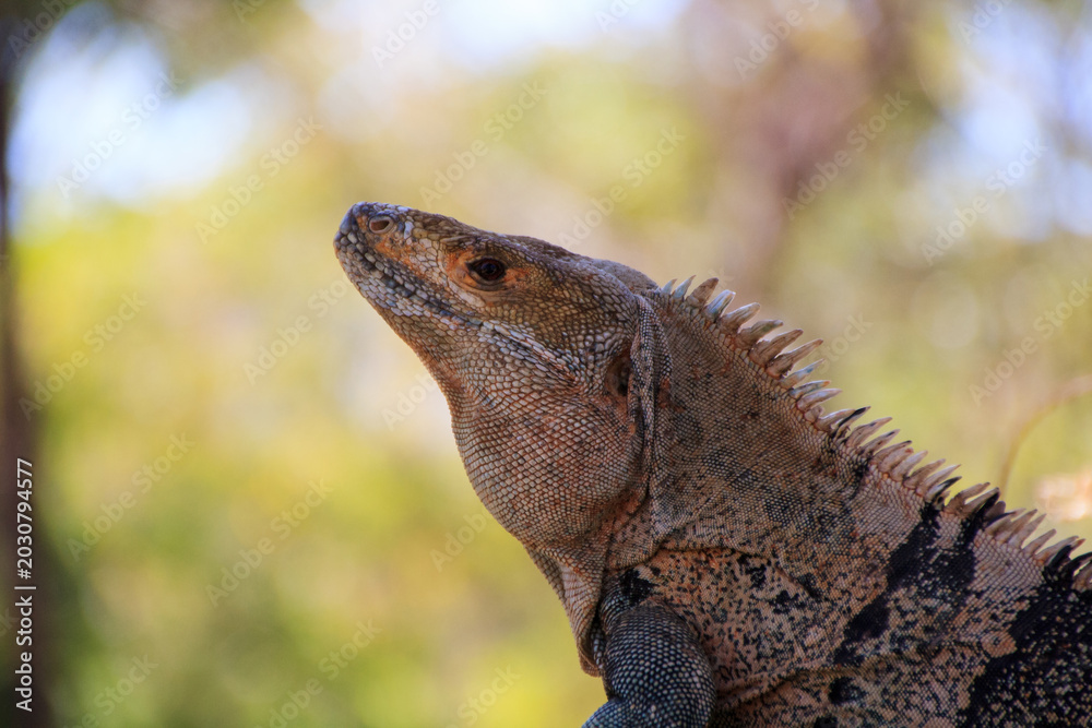 Fototapeta premium green Leguan Iguana-iguana close up, costa rica