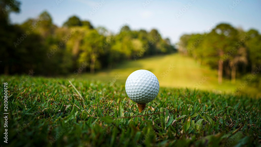 Obraz premium Golf ball on green grass in the evening golf course with sunshine background.