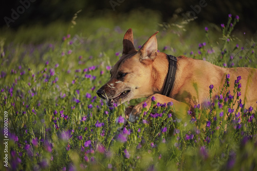 Tableau sur toile Mixed breed dog in purple wildflower meadow outdoors