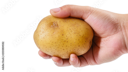 Quadro su tela Hand holding raw potato with brown skin and small eyes