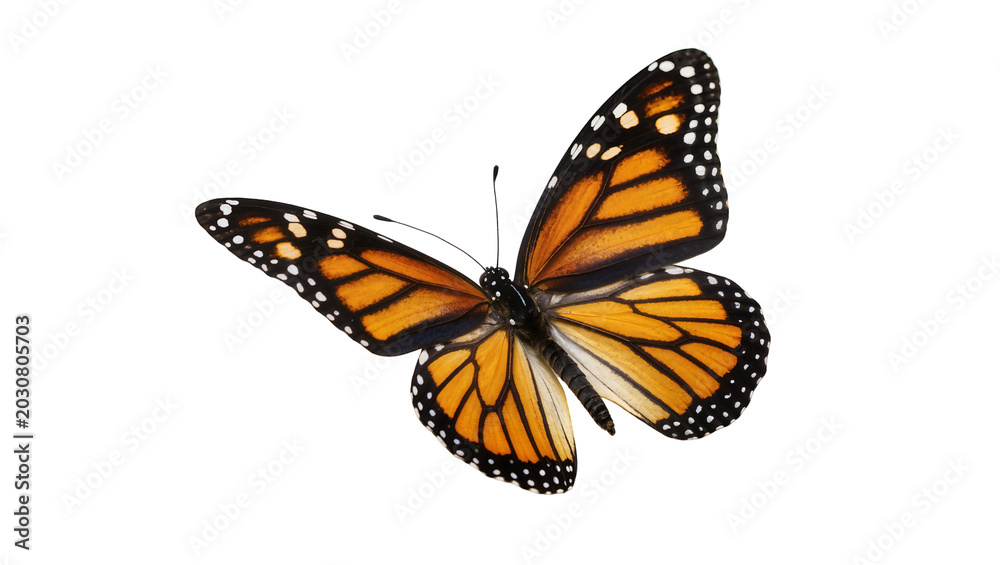 Obraz premium Monarch butterfly with orange black, and white wings