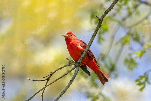A bright red summer tanager in the Tree Canopy
